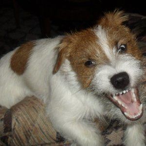 I don't mean to YELL, but lets get Poshing!!!